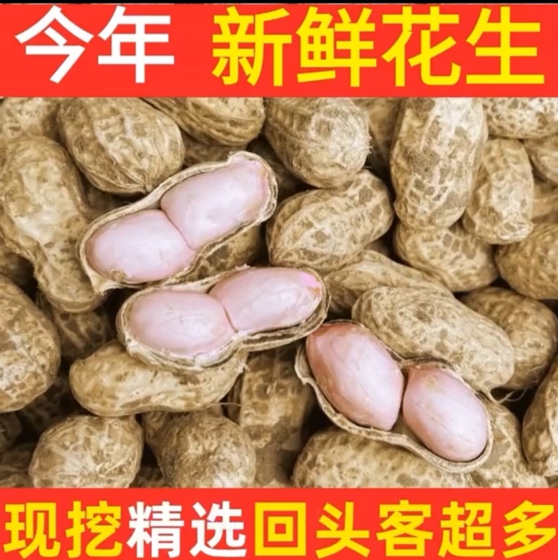 农家新鲜春季花生，手选精品