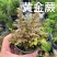 喜阳耐旱富贵蕨在阳光下暴晒由绿变红室内外绿植盆栽