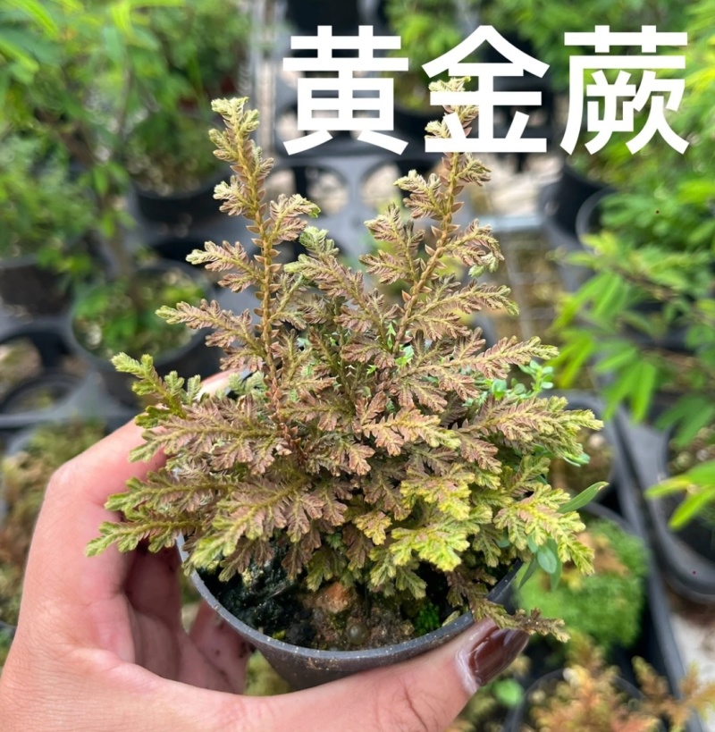 喜阳耐旱富贵蕨在阳光下暴晒由绿变红室内外绿植盆栽