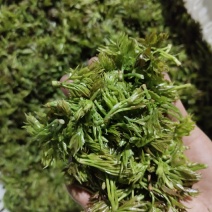 张家界罗塔坪高山云雾莓茶