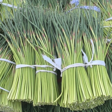 山东蒜苔红帽蒜苔对接市场电商入库储存大量现货