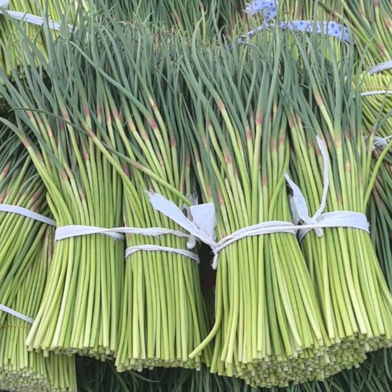 山东蒜苔红帽蒜苔对接市场电商入库储存大量现货