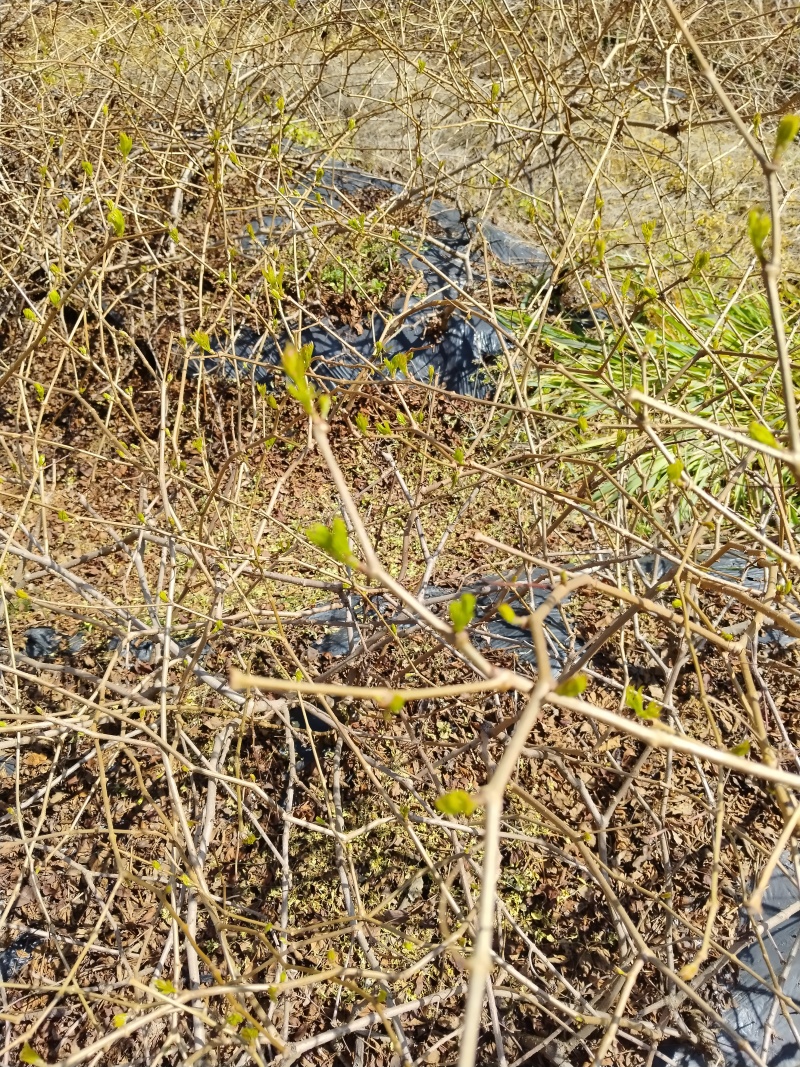 张家界罗塔坪高山云雾莓茶