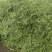 陕西汉中精品荷兰豆大量上市有需要的朋友们快联系了