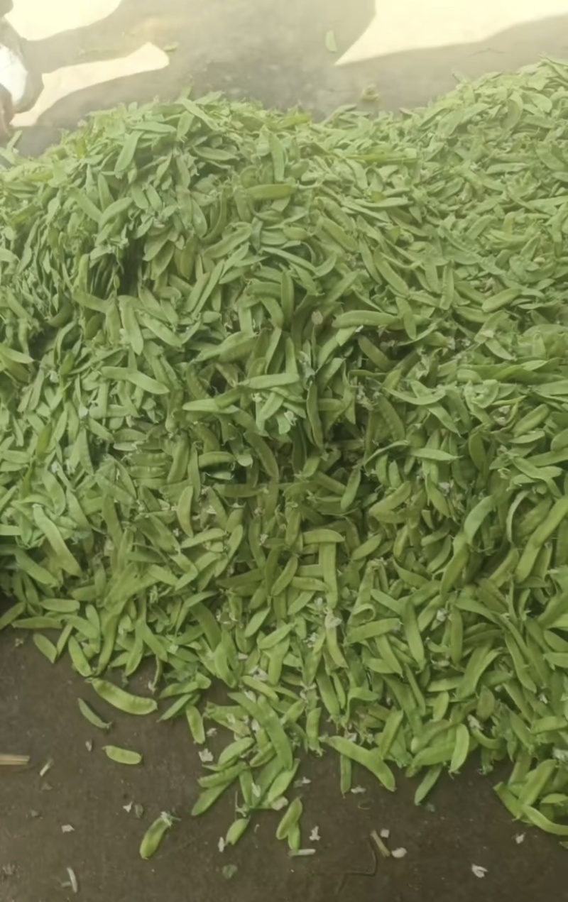 陕西汉中精品荷兰豆大量上市有需要的朋友们快联系了