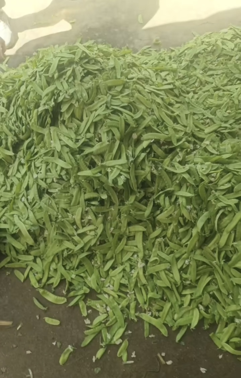 陕西汉中精品荷兰豆大量上市有需要的朋友们快联系了