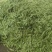 陕西汉中精品荷兰豆大量上市有需要的朋友们快联系了