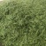 陕西汉中精品荷兰豆大量上市有需要的朋友们快联系了