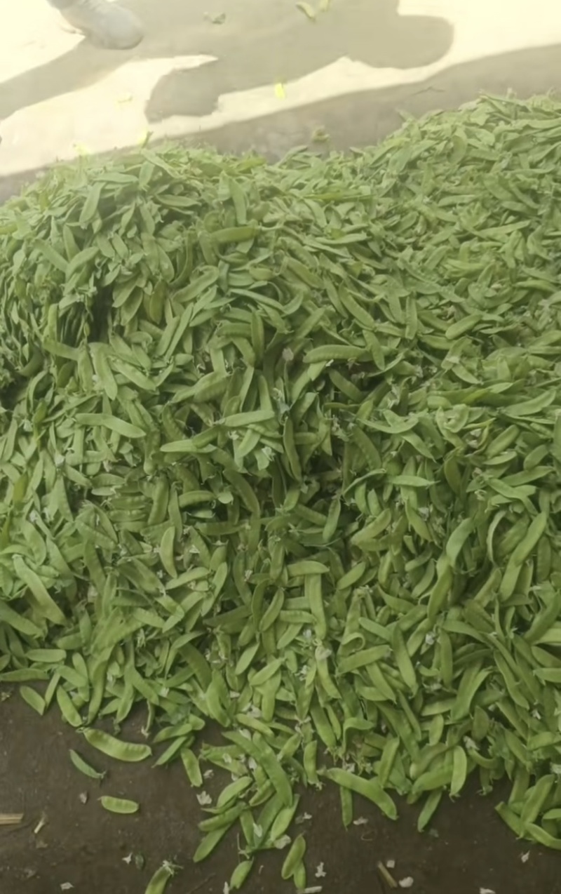 陕西汉中精品荷兰豆大量上市有需要的朋友们快联系了