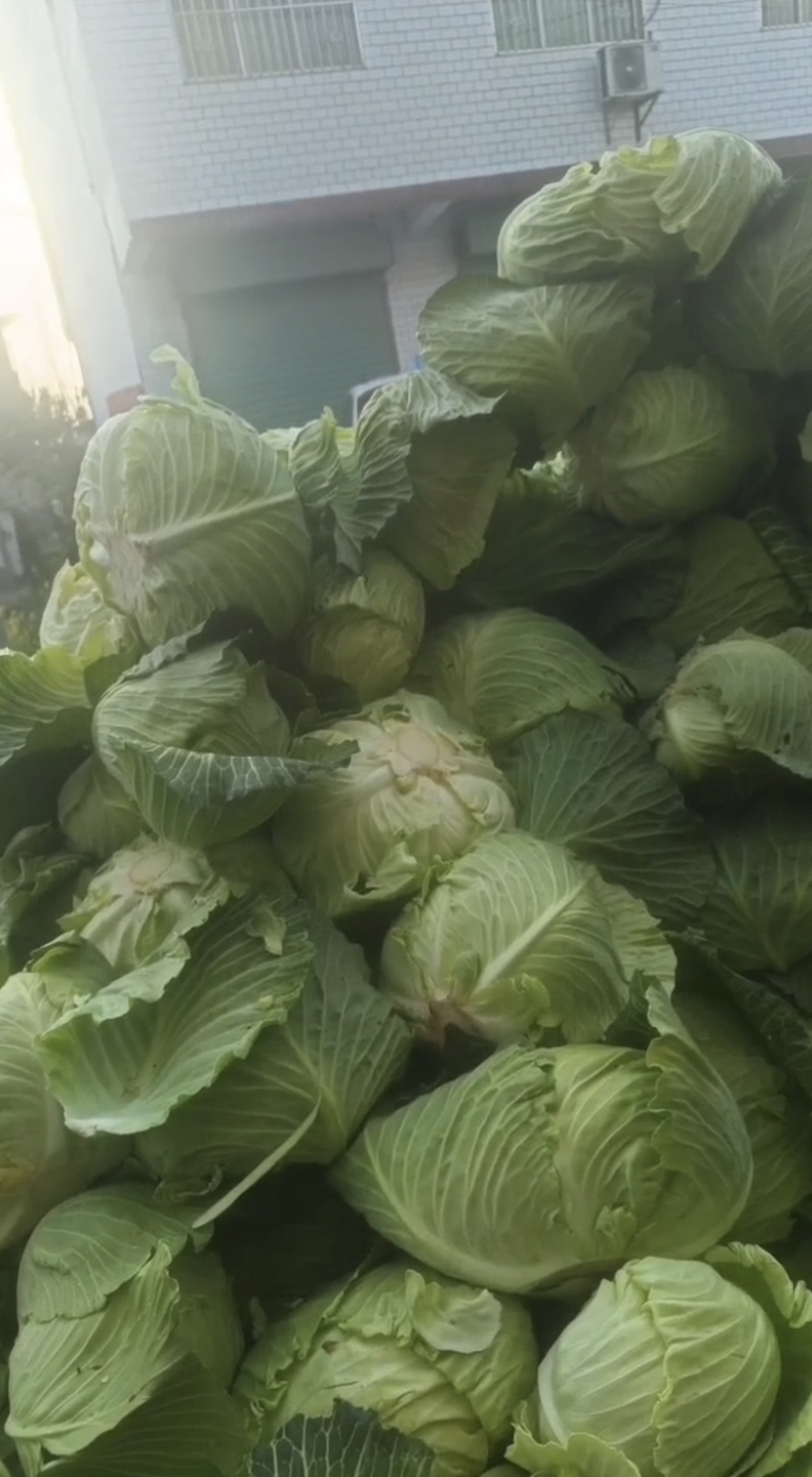 陕西汉中洋县甘蓝包菜当天发货质量有保障需要的快联系
