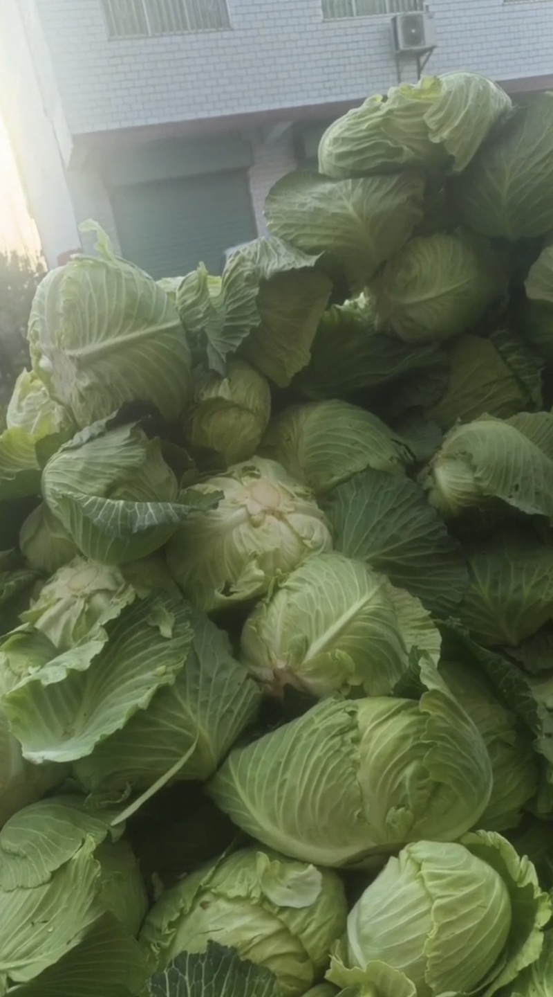 陕西汉中洋县甘蓝包菜当天发货质量有保障需要的快联系