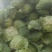 陕西汉中洋县甘蓝包菜当天发货质量有保障需要的快联系