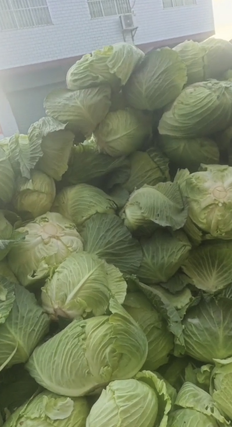 陕西汉中洋县甘蓝包菜当天发货质量有保障需要的快联系