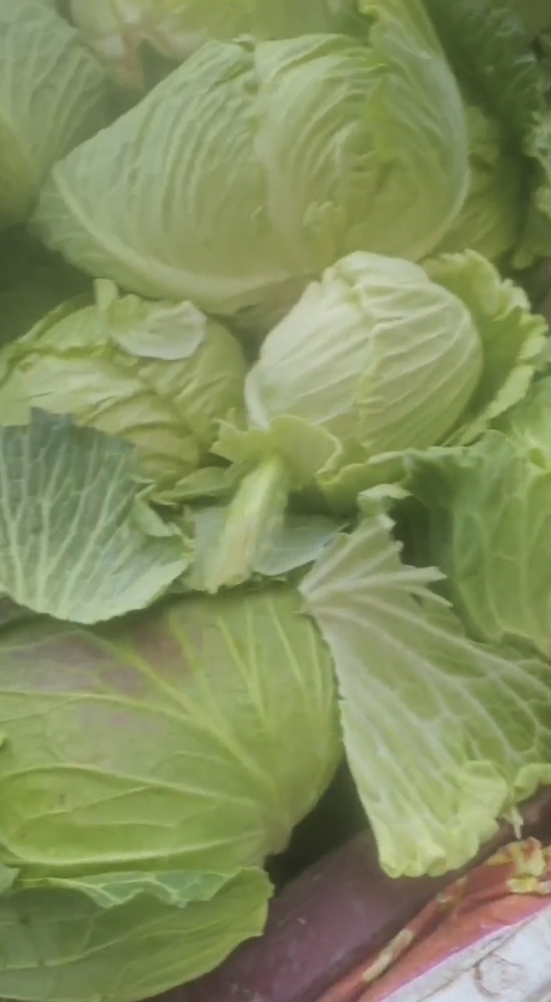 陕西汉中洋县甘蓝包菜当天发货质量有保障需要的快联系
