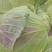 陕西汉中洋县甘蓝包菜当天发货质量有保障需要的快联系