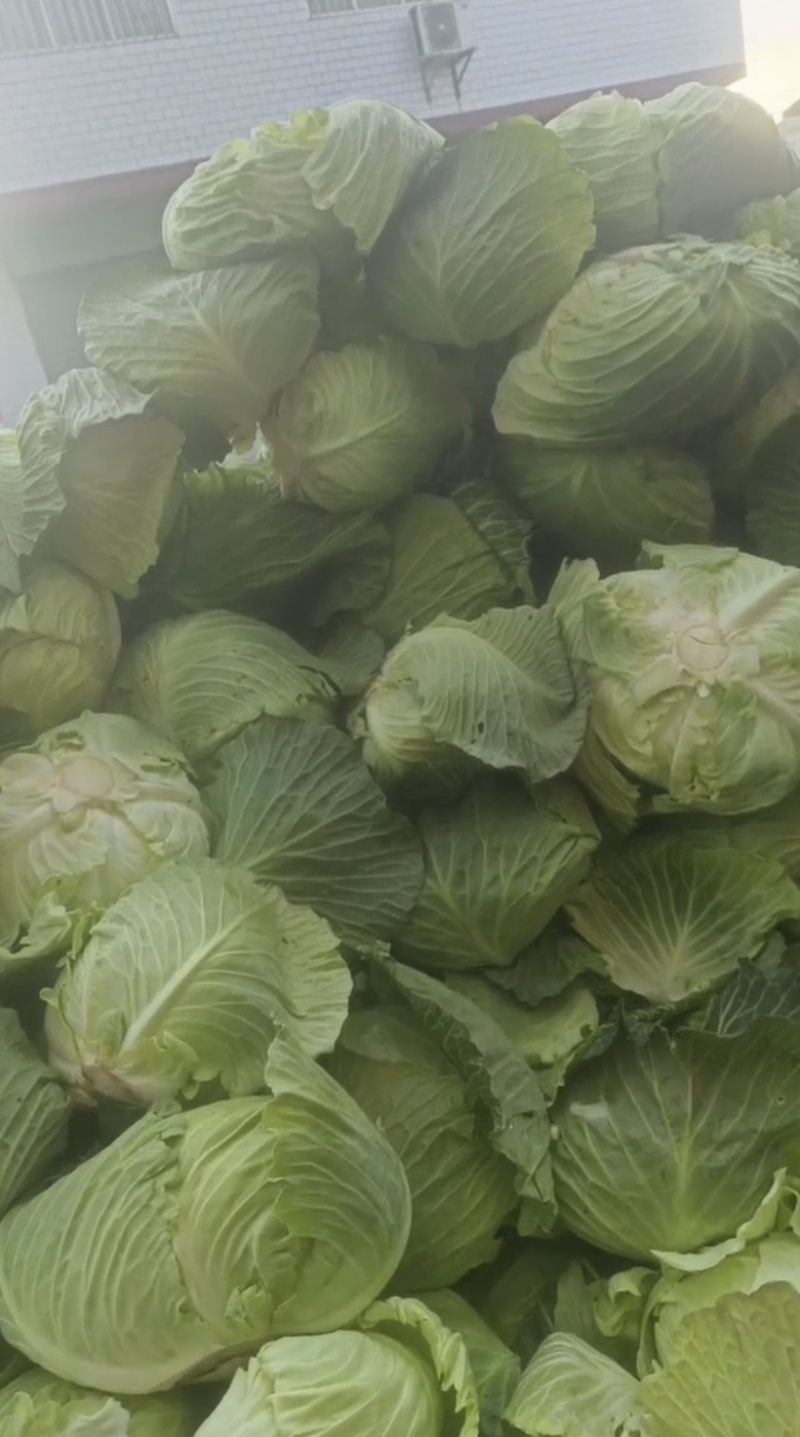 陕西汉中洋县甘蓝包菜当天发货质量有保障需要的快联系