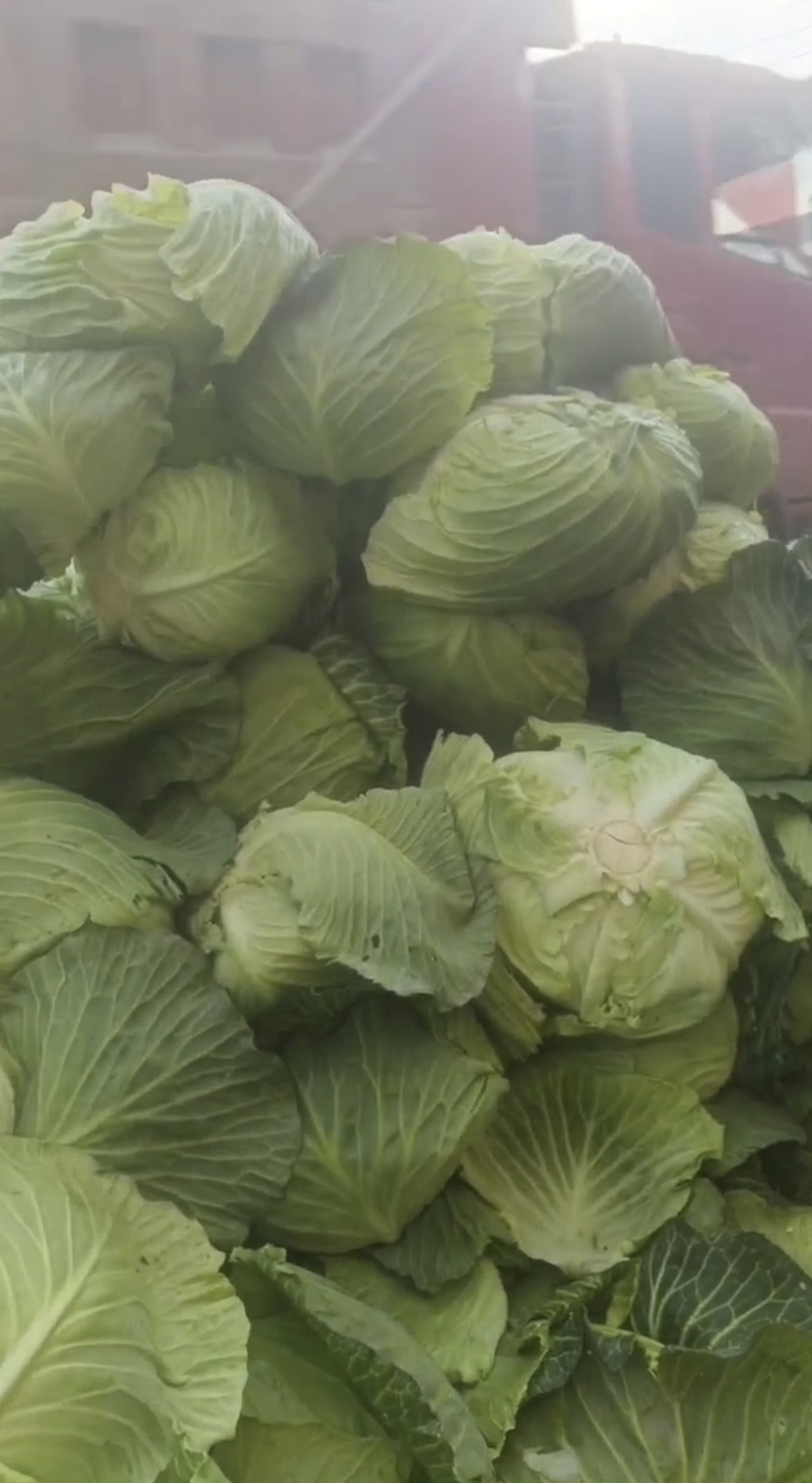 陕西汉中洋县甘蓝包菜当天发货质量有保障需要的快联系