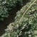 哈蜜红薯苗，白皮白心，俗称白雪公主。冰糖心白蜜薯软糯香甜