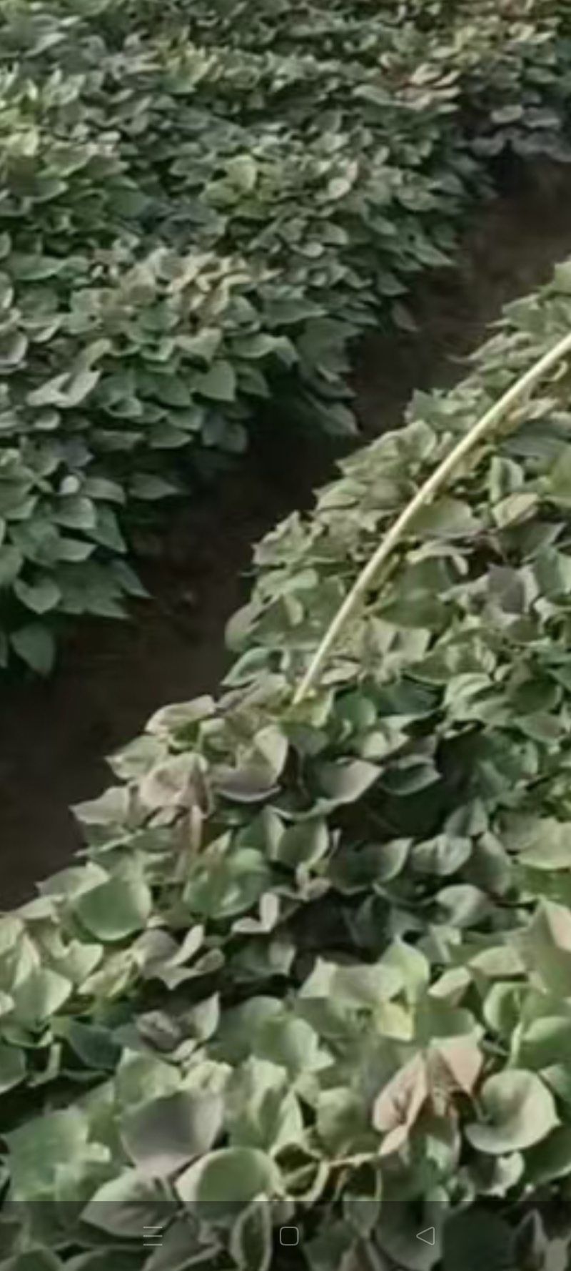 哈蜜红薯苗，白皮白心，俗称白雪公主。冰糖心白蜜薯软糯香甜