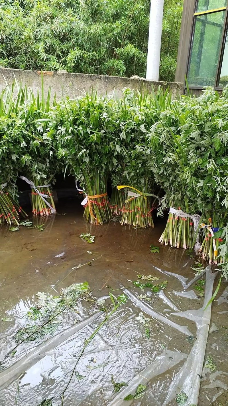 贵阳周边艾草基地现货直发