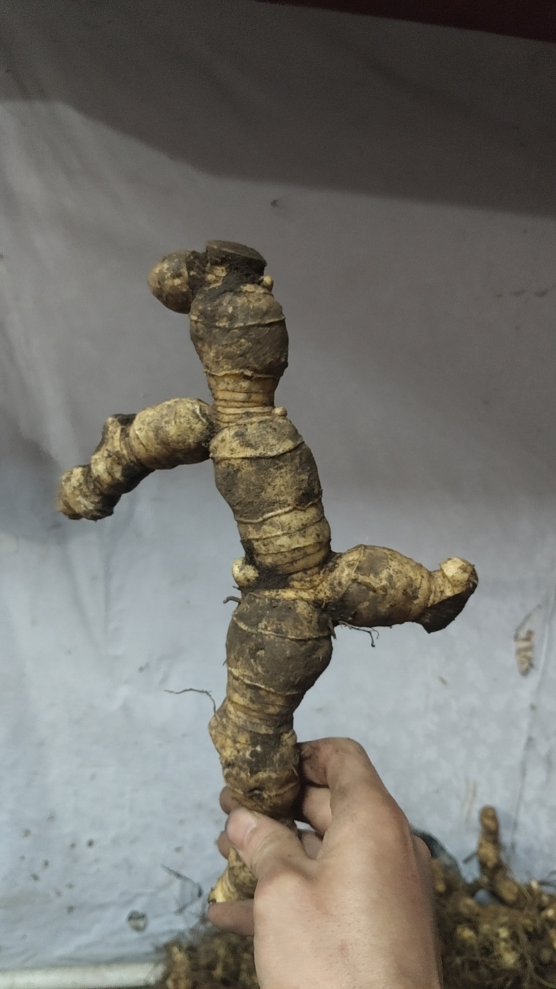 野生黄精