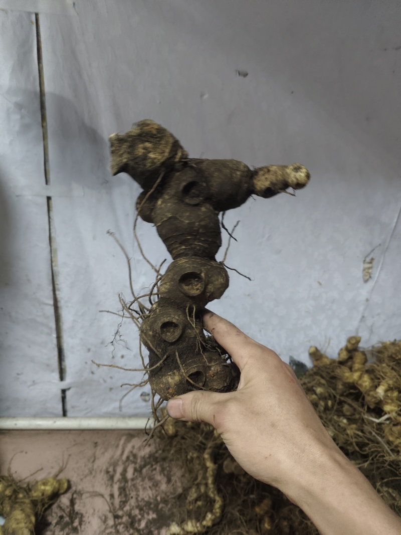 野生黄精