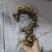 野生黄精