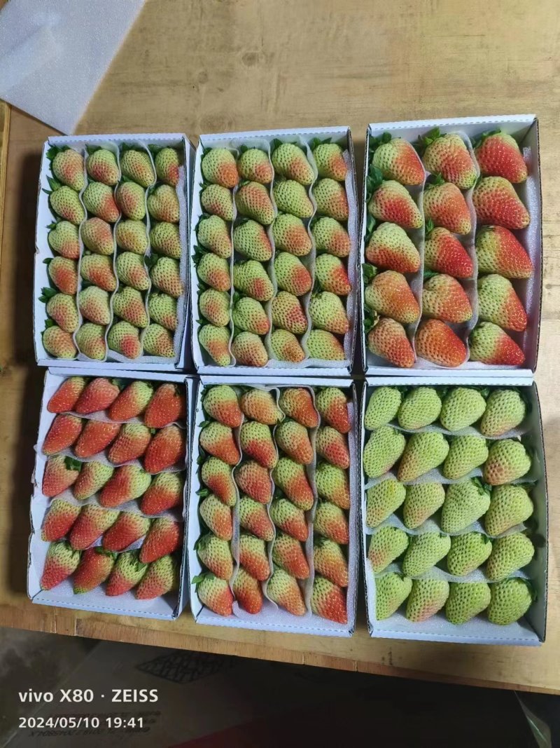 云南四季蒙特瑞草莓上市了