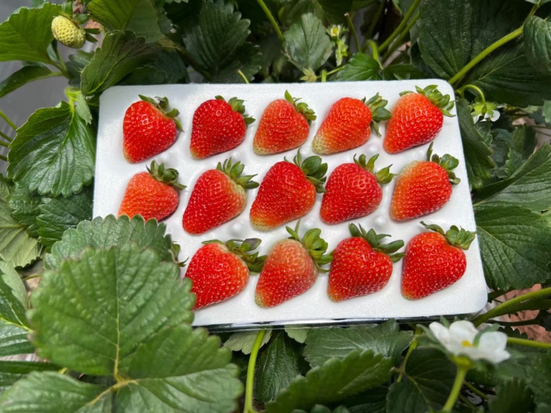 云南四季蒙特瑞草莓上市了