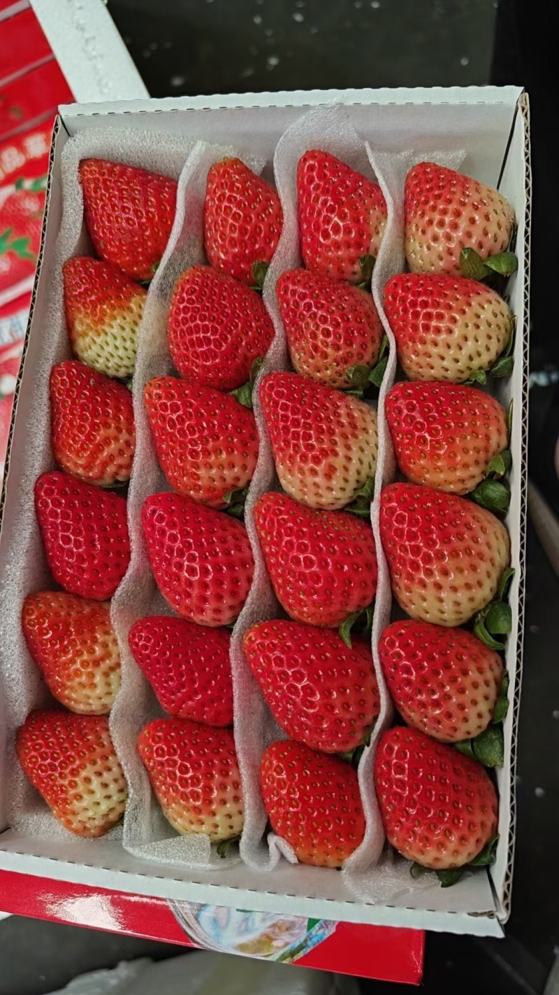 云南四季蒙特瑞草莓上市了