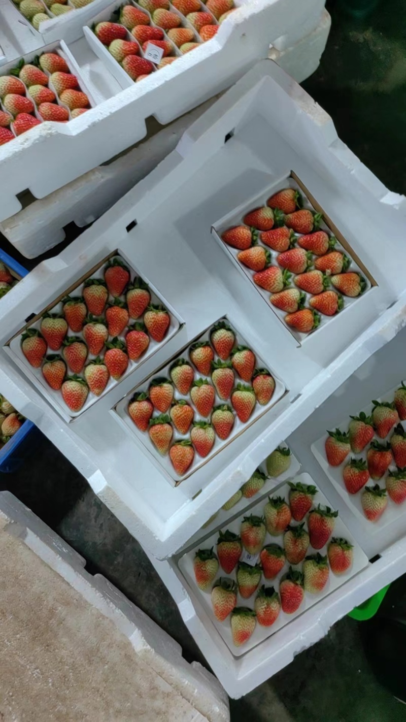 云南四季蒙特瑞草莓上市了