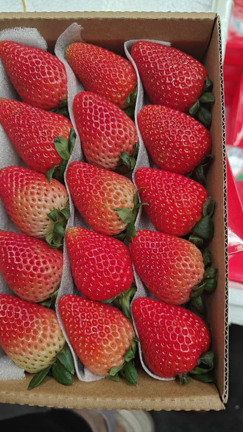 云南四季蒙特瑞草莓上市了