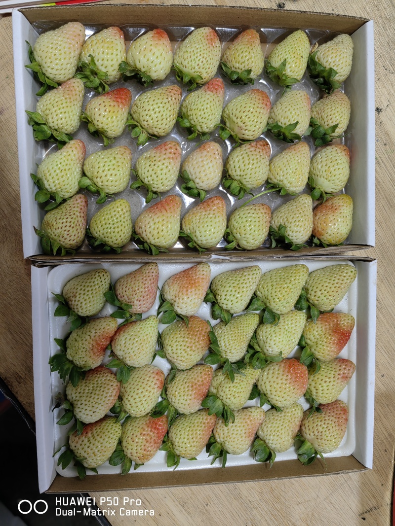 云南四季蒙特瑞草莓上市了