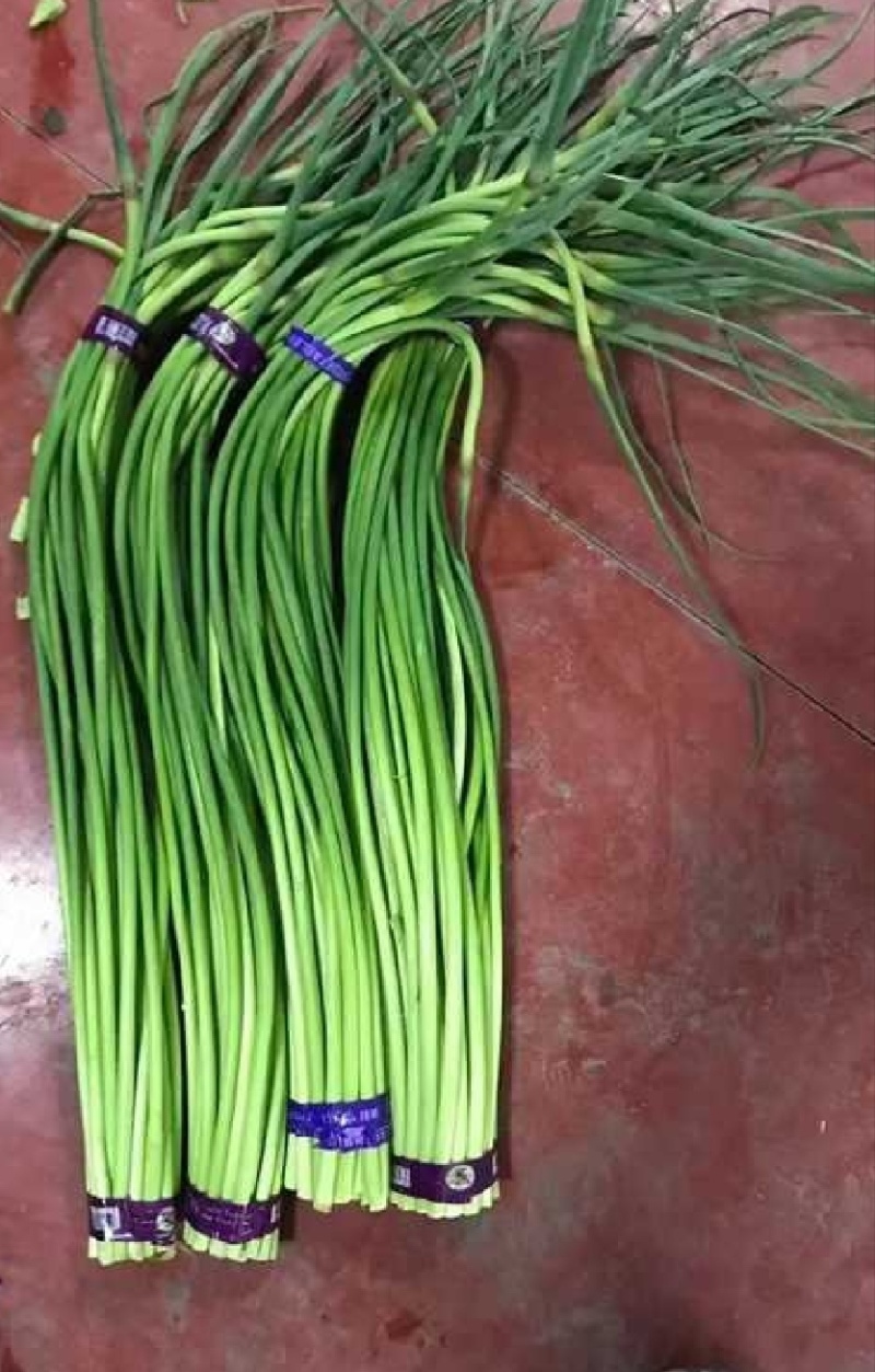 【推荐】山东白帽蒜薹供应市场商超一手货源保质保量