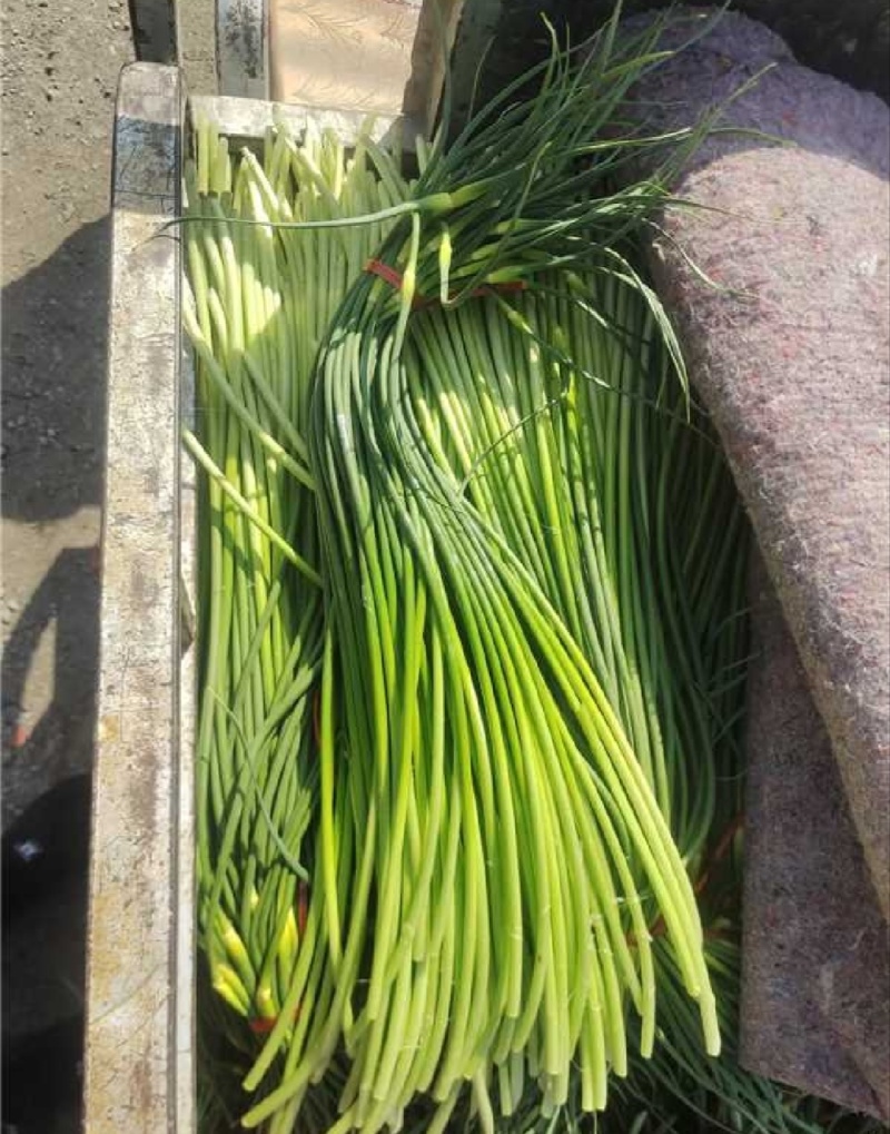 【推荐】山东白帽蒜薹供应市场商超一手货源保质保量