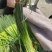 【推荐】山东白帽蒜薹供应市场商超一手货源保质保量