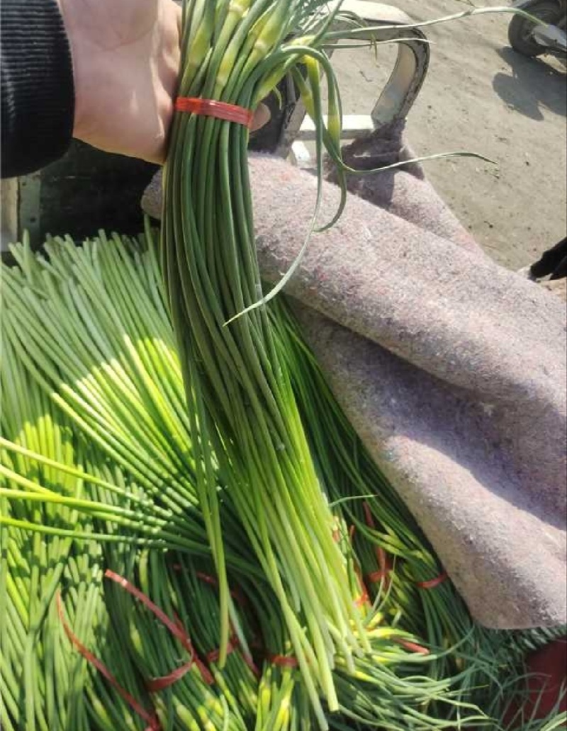 【推荐】山东白帽蒜薹供应市场商超一手货源保质保量
