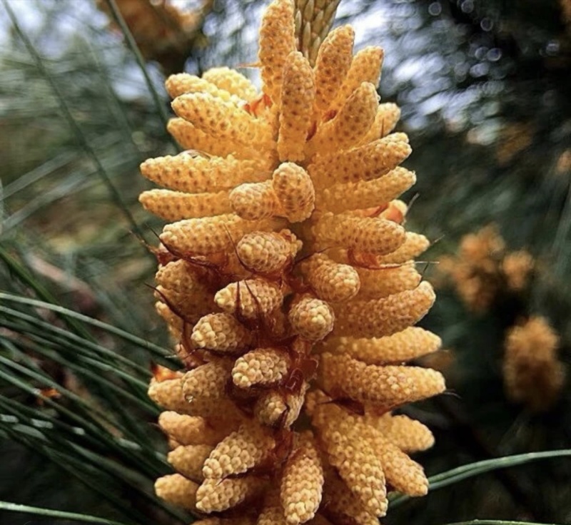 松花粉头道松花粉。代加工，可接电商，