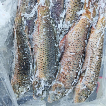 鲤鱼