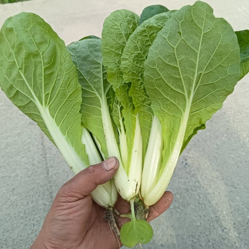 四川小白菜/大棚小白菜/新鲜采摘/货量充足/欢迎来电咨询