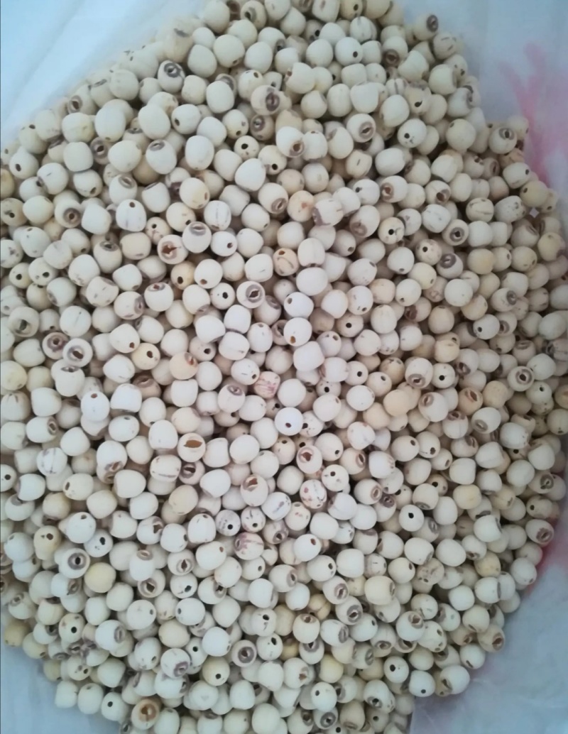 新品打颗粒通心莲白莲煲汤粉糯