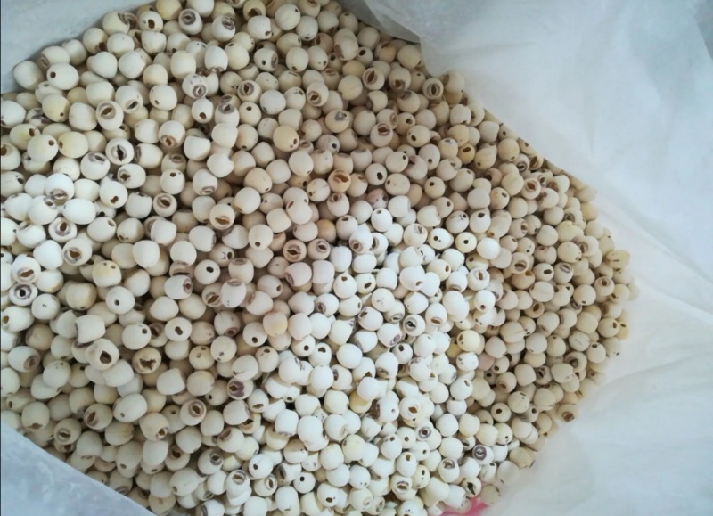 新品打颗粒通心莲白莲煲汤粉糯