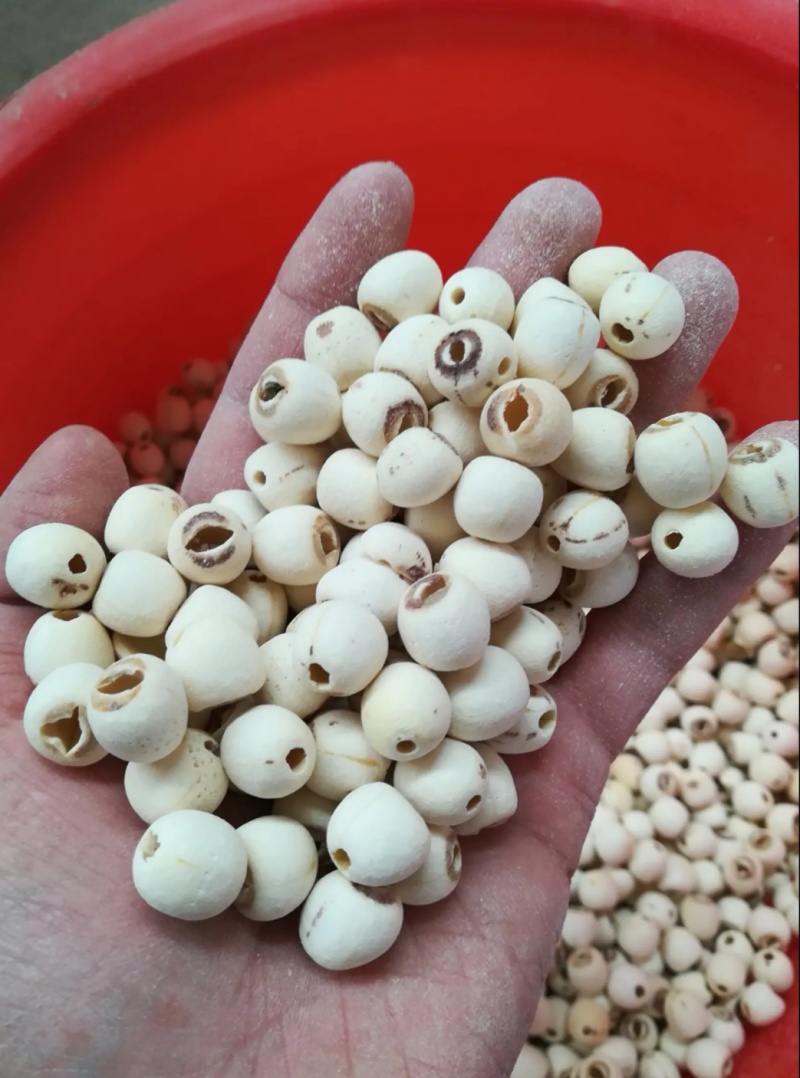 新品打颗粒通心莲白莲煲汤粉糯