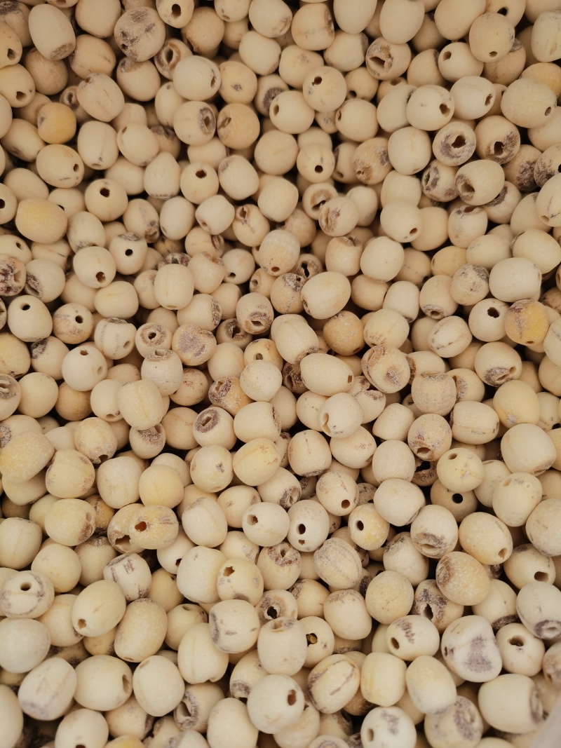 新品打颗粒通心莲白莲煲汤粉糯