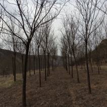 山樱花