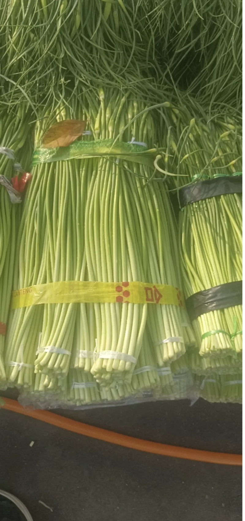 陕西汉中洋县精品蒜苔大量上市有需要的朋友快来联系了