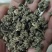 批发纯野生猫爪草（二级货），一手货源，诚信经营！