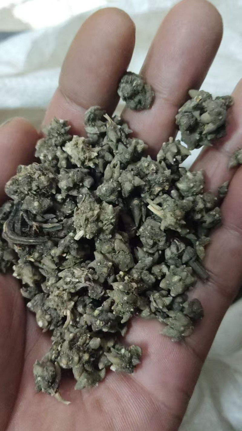 批发纯野生猫爪草（二级货），一手货源，诚信经营！