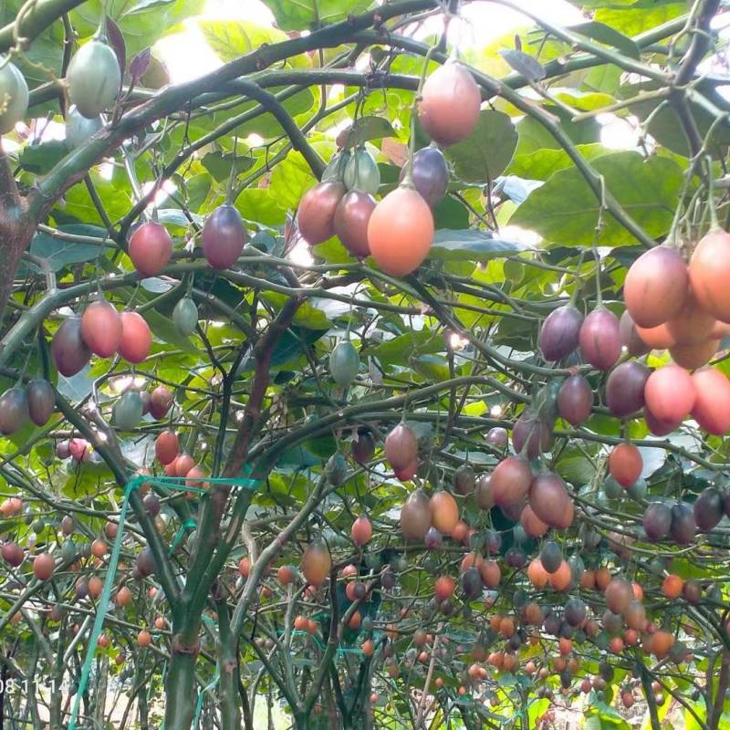 【树番茄】源头好货基地直供质量上乘量大从优，合作共赢