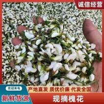 2025新鲜槐花/野生花骨朵/冰鲜洋槐花/农家洋槐花
